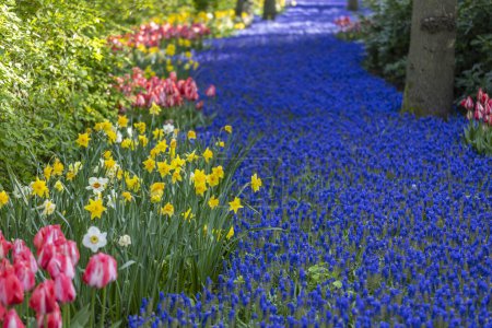 Téléchargez les photos : Muscari flowers (Muscari armeniacum) et Narcisse jonquilla, rush narcis in Keukenhof flower garden, Lisse, Pays-Bas - en image libre de droit