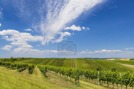 Foto de Viñedo cerca de Velke Bilovice, Moravia del Sur, República Checa - Imagen libre de derechos
