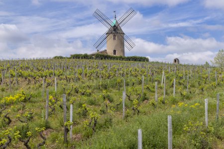 Windmühle (Moulin a vent de Romaneche-Thorins), Chenas, Beaujolais, Saone-et-Loire, Bourgogne-Franche-Comte, Frankreich