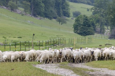 Sheep herd in National park Muranska Planina, Slovakia