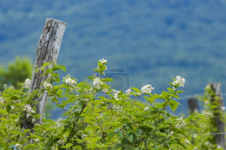 Téléchargez les photos : Verger de mûres en fleurs, collines de Zemplin, Hongrie - en image libre de droit