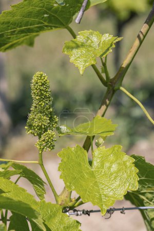 Téléchargez les photos : Détail des raisins de la vigne dans les fleurs du temps - en image libre de droit
