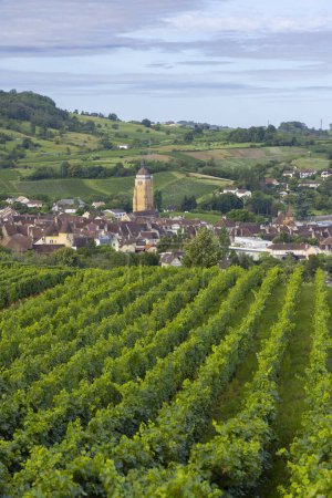 Weinberge mit der Stadt Arbois, Departement Jura, Franche-Comte, Frankreich