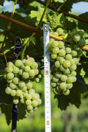 Photo for Wine Grapes with ruler, Hibernal, Southern Moravia, Czech Republic - Royalty Free Image
