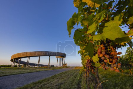 Photo for Trail above the vineyards lookout point, Kobyli vrch, Kobyli, Southern Moravia, Czech Republic - Royalty Free Image