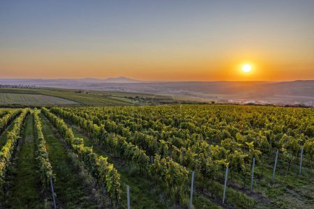 Téléchargez les photos : Lever de soleil dans les vignobles sous Palava, Moravie du Sud, République tchèque - en image libre de droit