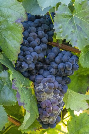Téléchargez les photos : Raisins bleus infestés de moisissure grise - en image libre de droit