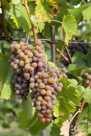 Téléchargez les photos : Raisins dans le vignoble d'automne, Moravie du Sud, République tchèque - en image libre de droit