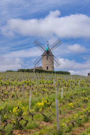 Windmühle (Moulin a vent de Romaneche-Thorins), Chenas, Beaujolais, Saone-et-Loire, Bourgogne-Franche-Comte, Frankreich