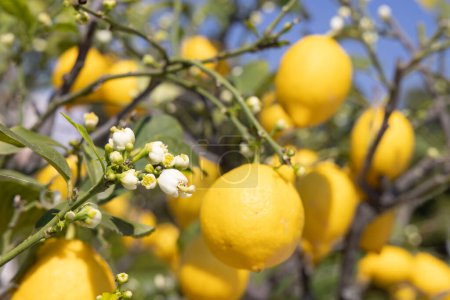 Photo for Bunches of fresh yellow ripe lemons with green leaves and flowers, Italy - Royalty Free Image