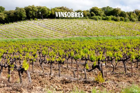Photo for Vineyards near Vinsobres, Provence, France - Royalty Free Image