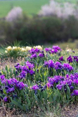 Téléchargez les photos : Iris nain à Pusty kopec u Konic près de Znojmo, Moravie du Sud, République tchèque - en image libre de droit