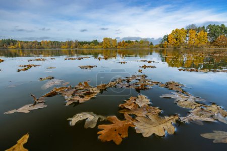 Photo for Autumn pond near Trebon, Southern Bohemia, Czech Republic - Royalty Free Image