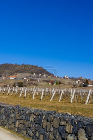 Photo for Vineyard in Somlo (Somlyo) hill, Veszprem county, Hungary - Royalty Free Image