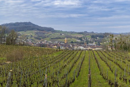 Vineyards with Arbois town, Department Jura, Franche-Comte, France