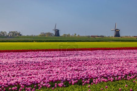 Tulpenfeld mit Windmühle Ondermolen bei Alkmaar, Niederlande