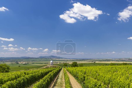 Téléchargez les photos : Vignoble près de Velke Bilovice, Moravie du Sud, République tchèque - en image libre de droit