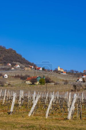 Foto de Viñedo en Somlo (Somlyo) hill, Veszprem, Hungría - Imagen libre de derechos