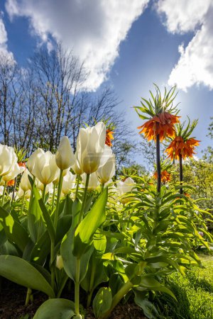 Foto de Corona imperial, fritillary imperial o corona de Kaiser (Fritillaria imperialis), jardín de flores Keukenhof, Lisse, Países Bajos - Imagen libre de derechos