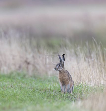 Field hare (Lepus europaeus),  in Hortobagy National Park, UNESCO World Heritage Site, Puszta is one of largest steppe ecosystems in Europe, Hungary