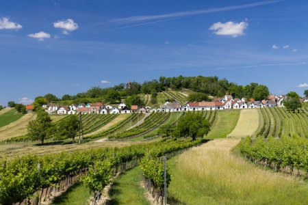 Traditional wine cellars with vineyard in Galgenberg near Wildendurnbach, Lower Austria, Austria