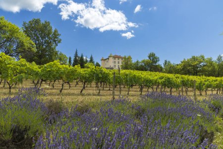 Photo for Aiguines castle with vineyard, Alpes-de-Haute-Provence, Provence, France - Royalty Free Image