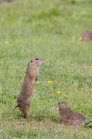 Photo for Ground squirrel colony (Syslovisko Biele vody), National park Muranska Planina, Slovakia - Royalty Free Image