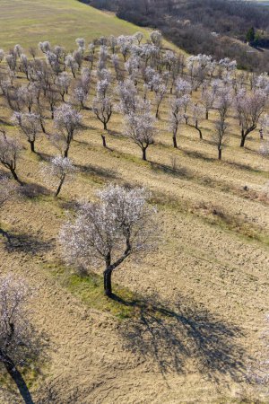 Photo for Almond tree orchard in Hustopece, South Moravia, Czech Republic - Royalty Free Image