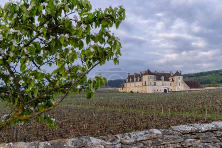 Vignobles typiques près de Clos de Vougeot, Côte de Nuits, Bourgogne, France
