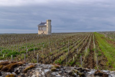 Vignobles typiques près de Clos de Vougeot, Côte de Nuits, Bourgogne, France
