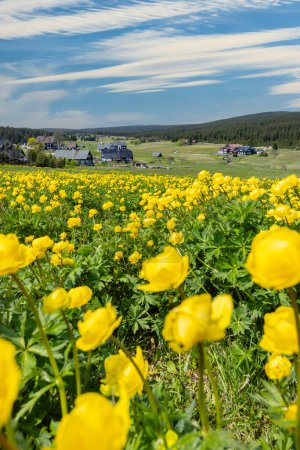 Photo for Spring landscape with Jizerka near Korenov, Northern Bohemia, Czech Republic - Royalty Free Image