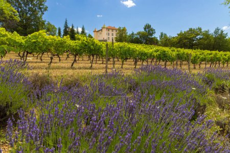 Foto de Castillo de Aiguines con viñedo, Alpes-de-Haute-Provence - Imagen libre de derechos