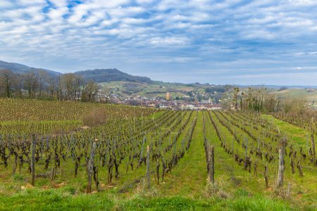 Vineyards with Arbois town, Department Jura