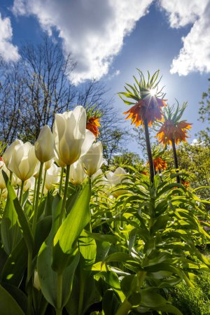 Téléchargez les photos : Couronne impériale, impériale ou couronne de Kaiser (Fritillaria imperialis), jardin fleuri Keukenhof - en image libre de droit