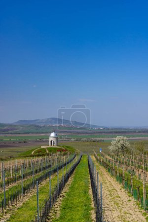 Vineyard near Velke Bilovice, Southern Moravia