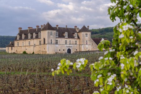 Photo for Typical vineyards near Clos de Vougeot, Cote de Nuits - Royalty Free Image