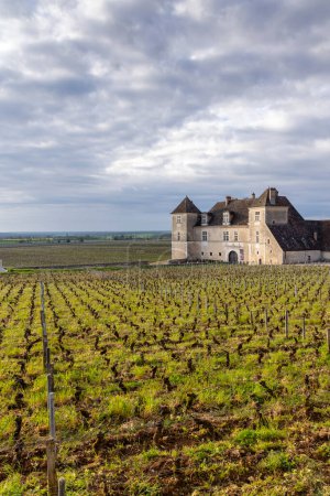 Photo for Typical vineyards near Clos de Vougeot, Cote de Nuits - Royalty Free Image