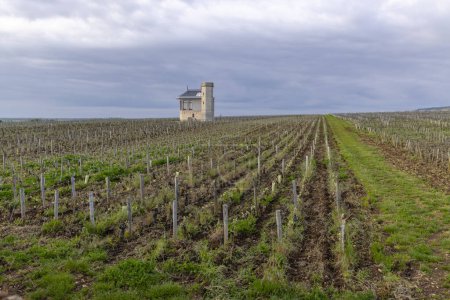 Téléchargez les photos : Vignobles typiques près de Clos de Vougeot, Côte de Nuits - en image libre de droit