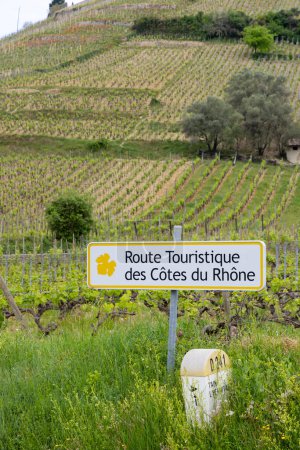Téléchargez les photos : Vignoble typique avec route des vins (Route Touristique des Côtes du Rhône) près de Tain l'Hermitage - en image libre de droit