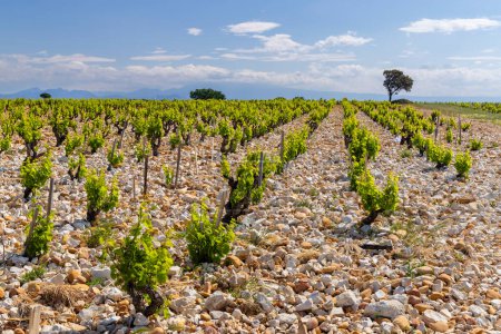 Foto de Típico viñedo con piedras cerca de Chateauneuf-du-Pape - Imagen libre de derechos