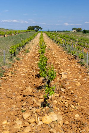 Typical vineyard with stones near Chateauneuf-du-Pape