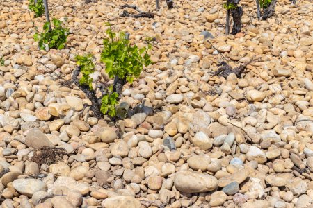 Photo for Typical vineyard with stones near Chateauneuf-du-Pape - Royalty Free Image