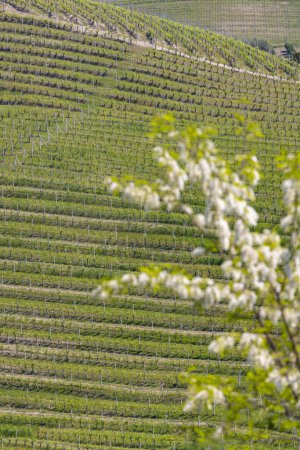 Typical vineyard near Barolo, Barolo wine region, province of Cuneo