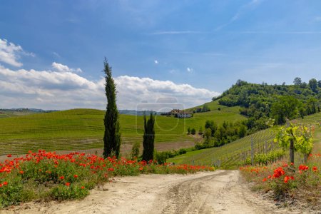 Typischer Weinberg in der Nähe von Castiglione Falletto, Weinregion Barolo, Provinz Cuneo