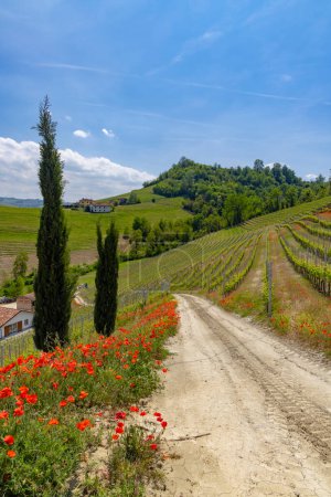 Typischer Weinberg in der Nähe von Castiglione Falletto, Weinregion Barolo, Provinz Cuneo