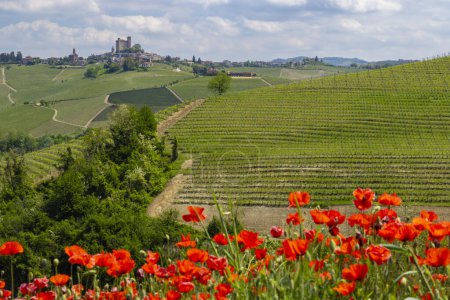 Typical vineyard near Castiglione Falletto, Barolo wine region, province of Cuneo