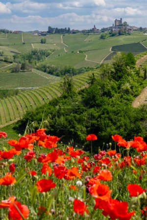 Typischer Weinberg in der Nähe von Castiglione Falletto, Weinregion Barolo, Provinz Cuneo, 