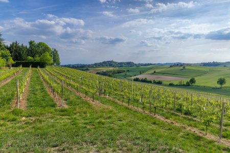 Téléchargez les photos : Vignoble typique près de Castello di Razzano et Alfiano Natta, région viticole de Barolo, province de Cuneo - en image libre de droit