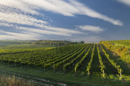 Vineyards near Cejkovice, Southern Moravia, Czech Republic