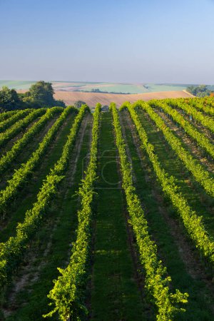 Foto de Vista de viñedos cerca de Cejkovice, sur de Moravia, República Checa - Imagen libre de derechos